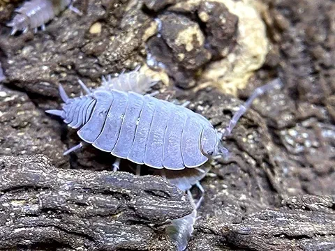 powder blue isopod (Porcellionides Pruinosus) on bark