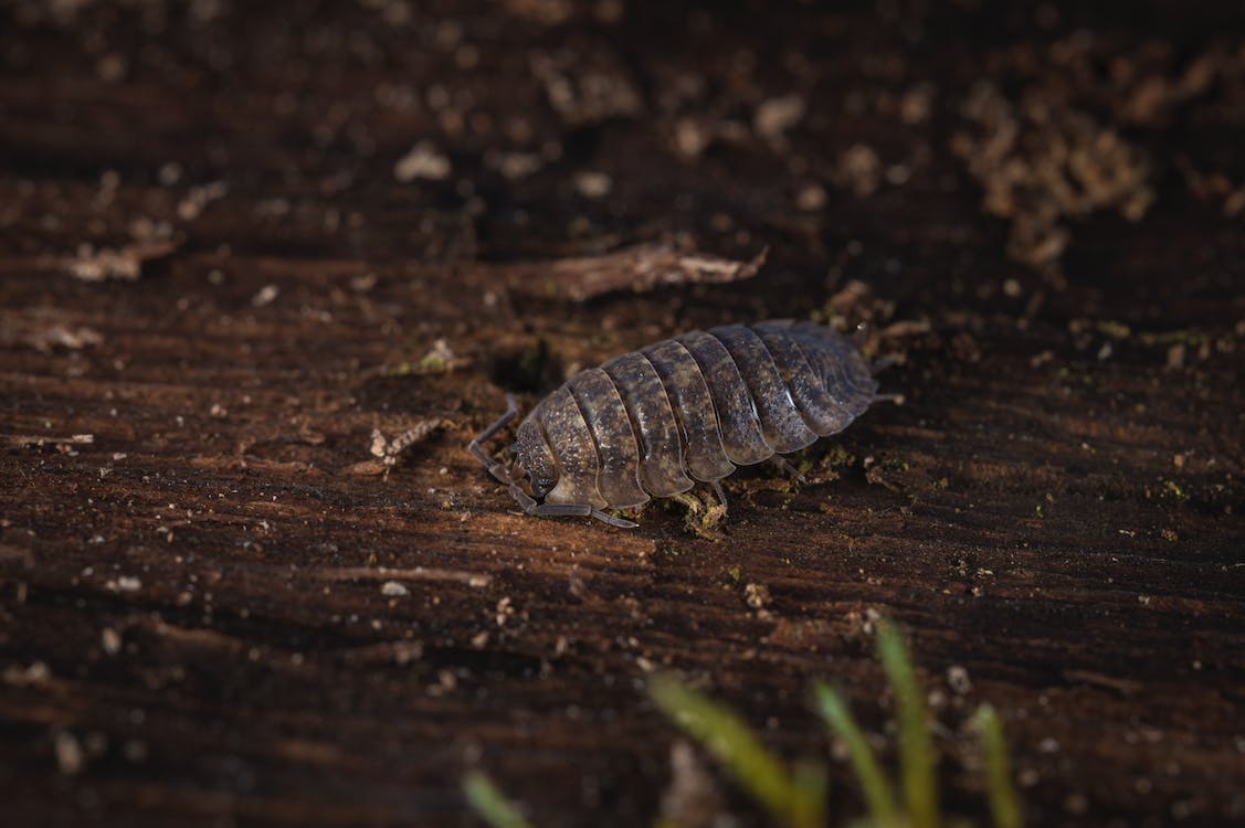 Close up photo of a grey porcellio scaber on timber, microfauna, bioactive