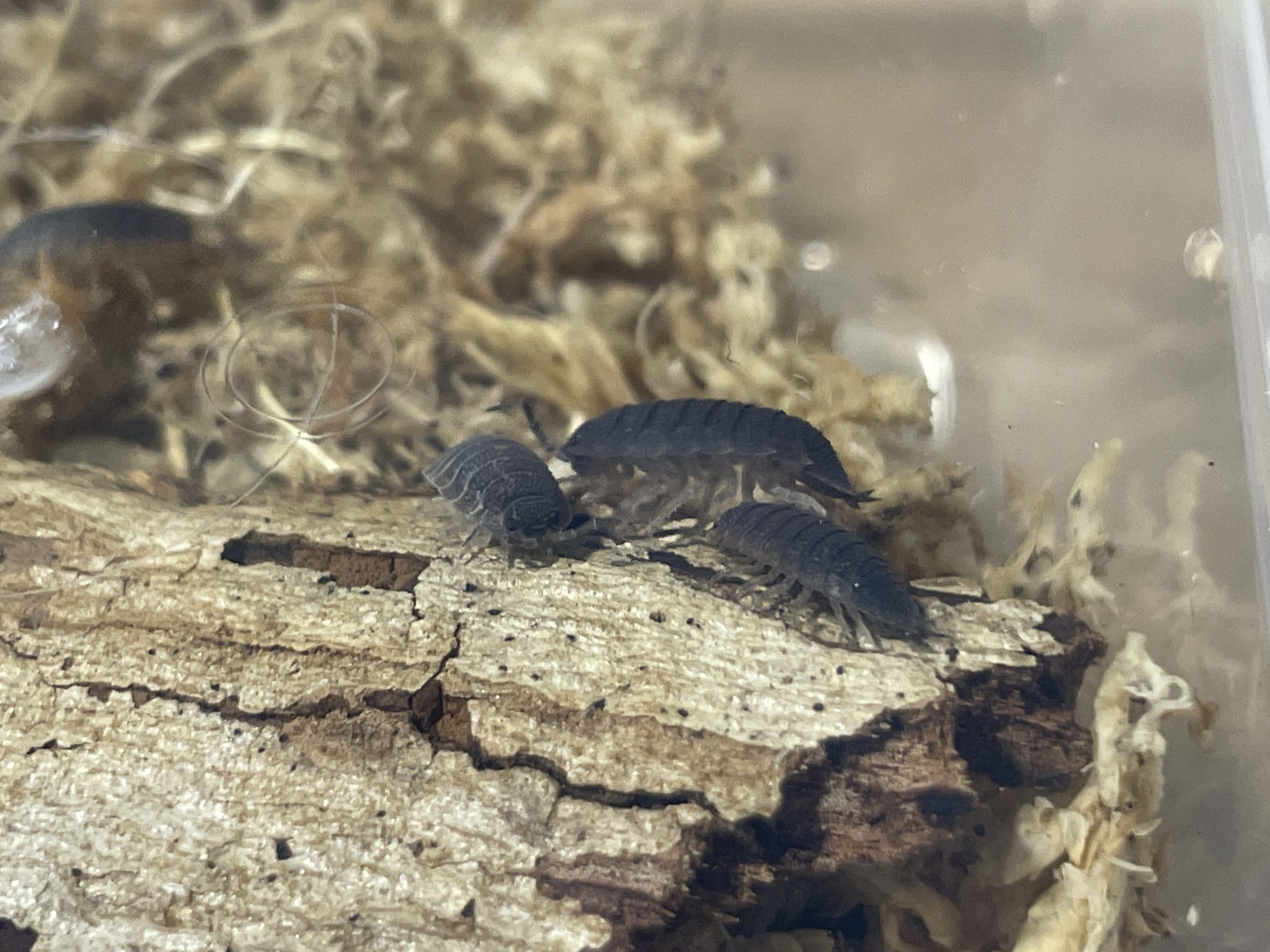 Slate grey porcellio scaber isopods, sphagnum moss, bark