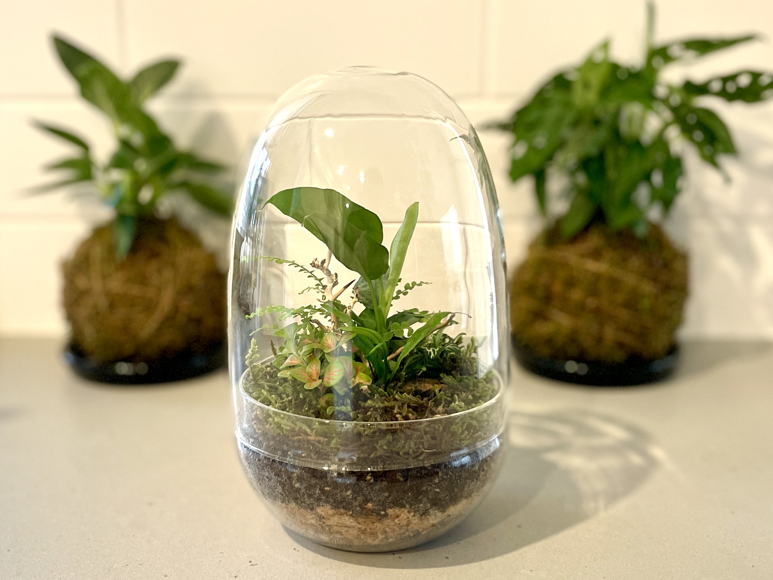 terrarium build guide