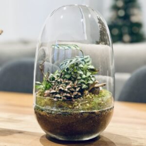 eko lab glass terrarium fully planted