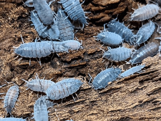 powder blue isopods (Porcellionides Pruinosus)