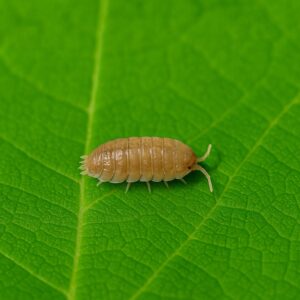 orange isopod on a green leaf