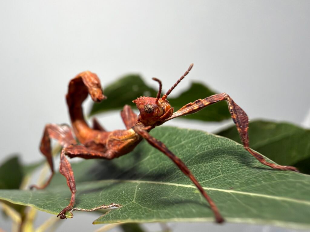 bug lab spiny leaf insect