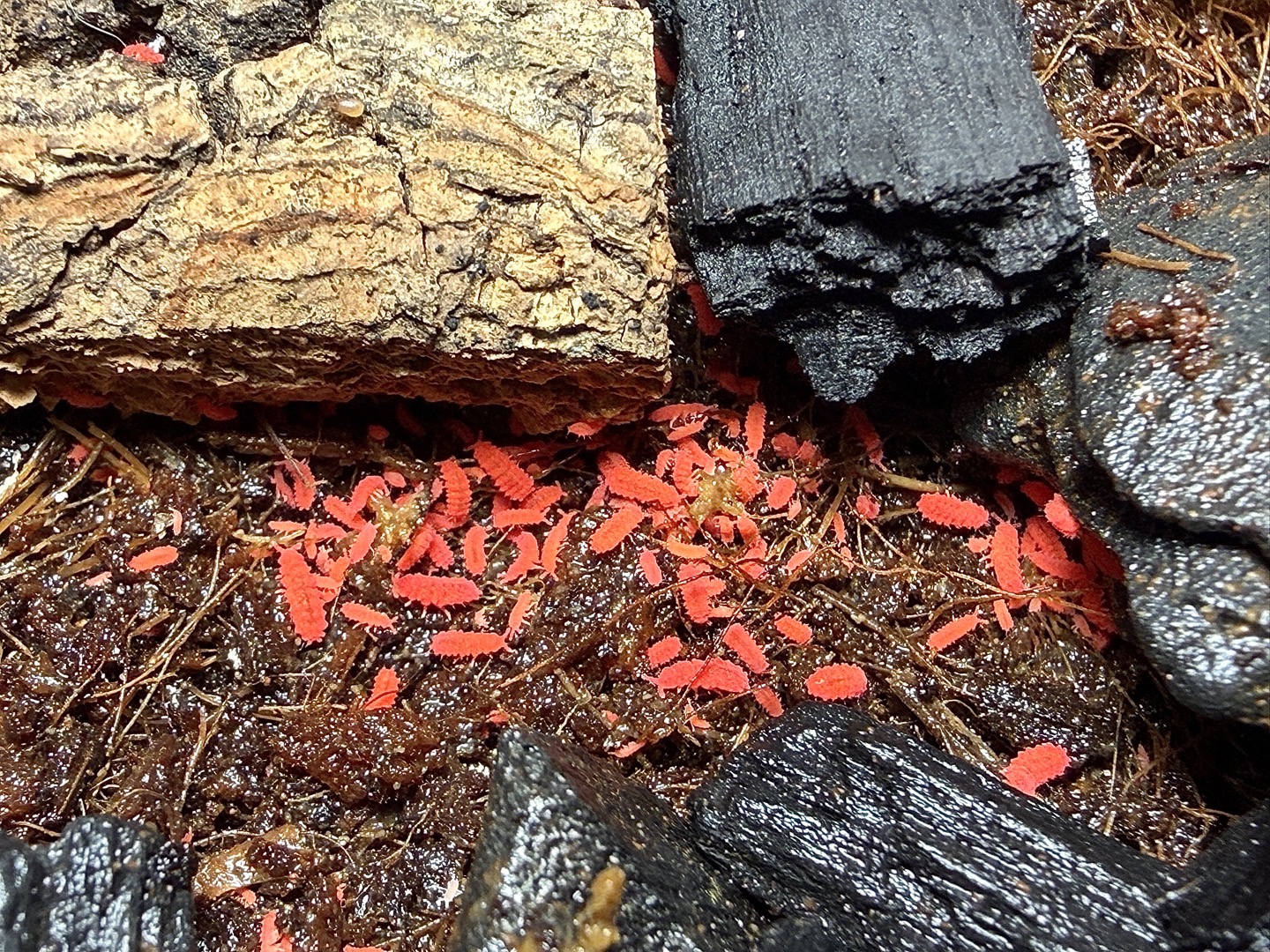 Red springtails - Poduromorpha Neanuridae sp.