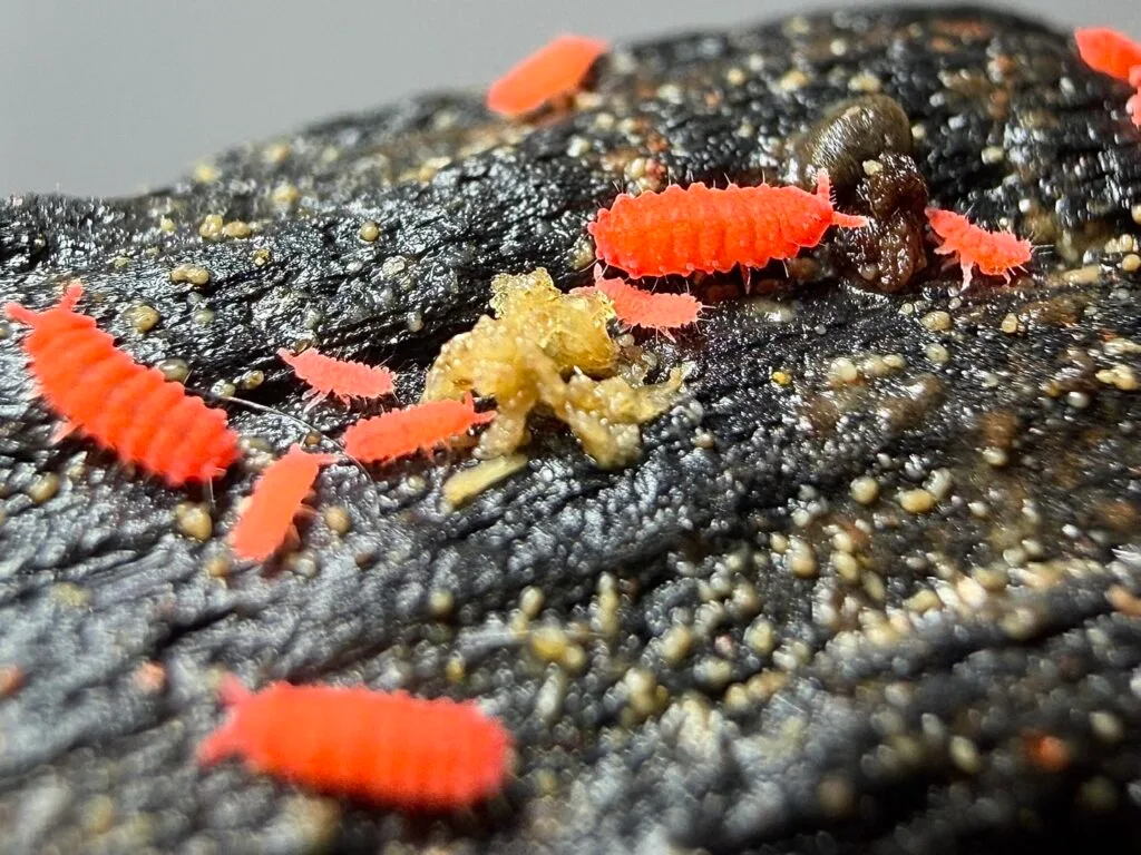 Tropical red springtails Australia
