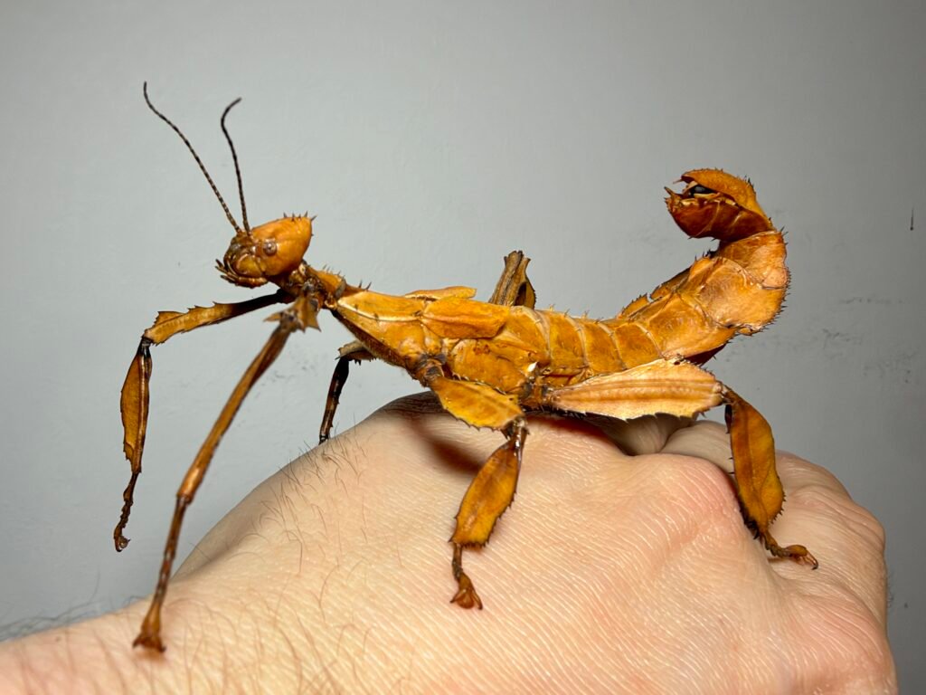 large female spiny leaf insect - bug lab