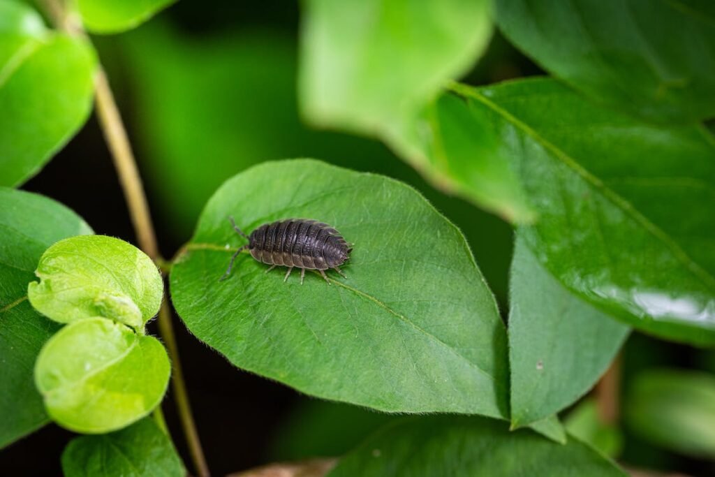 Live grey isopod on green leaf - bioactive clean up crew