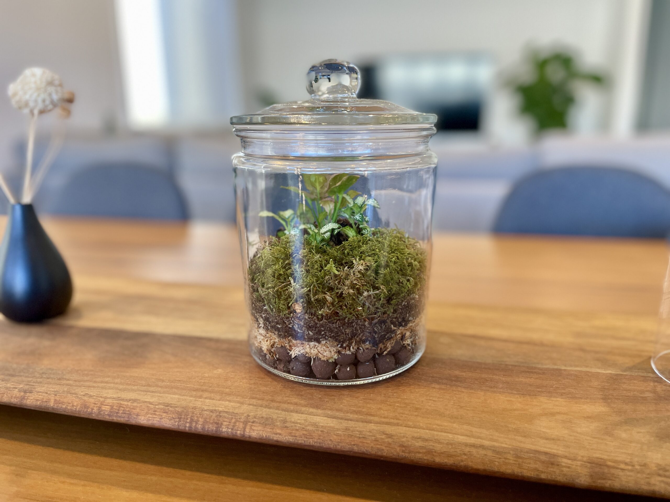 DIY Jar Terrarium