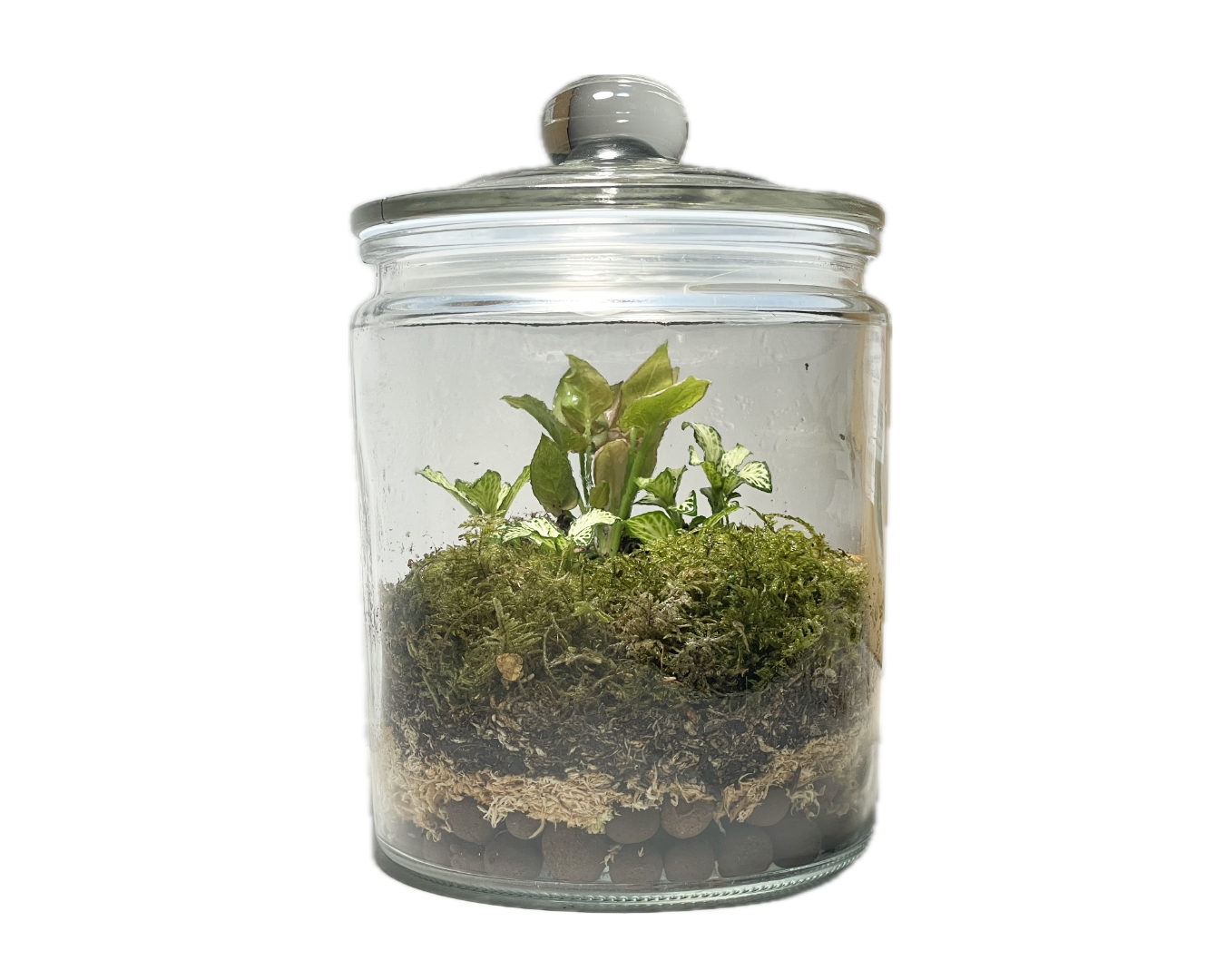 Eko Lab Jar Terrarium, tropical plants