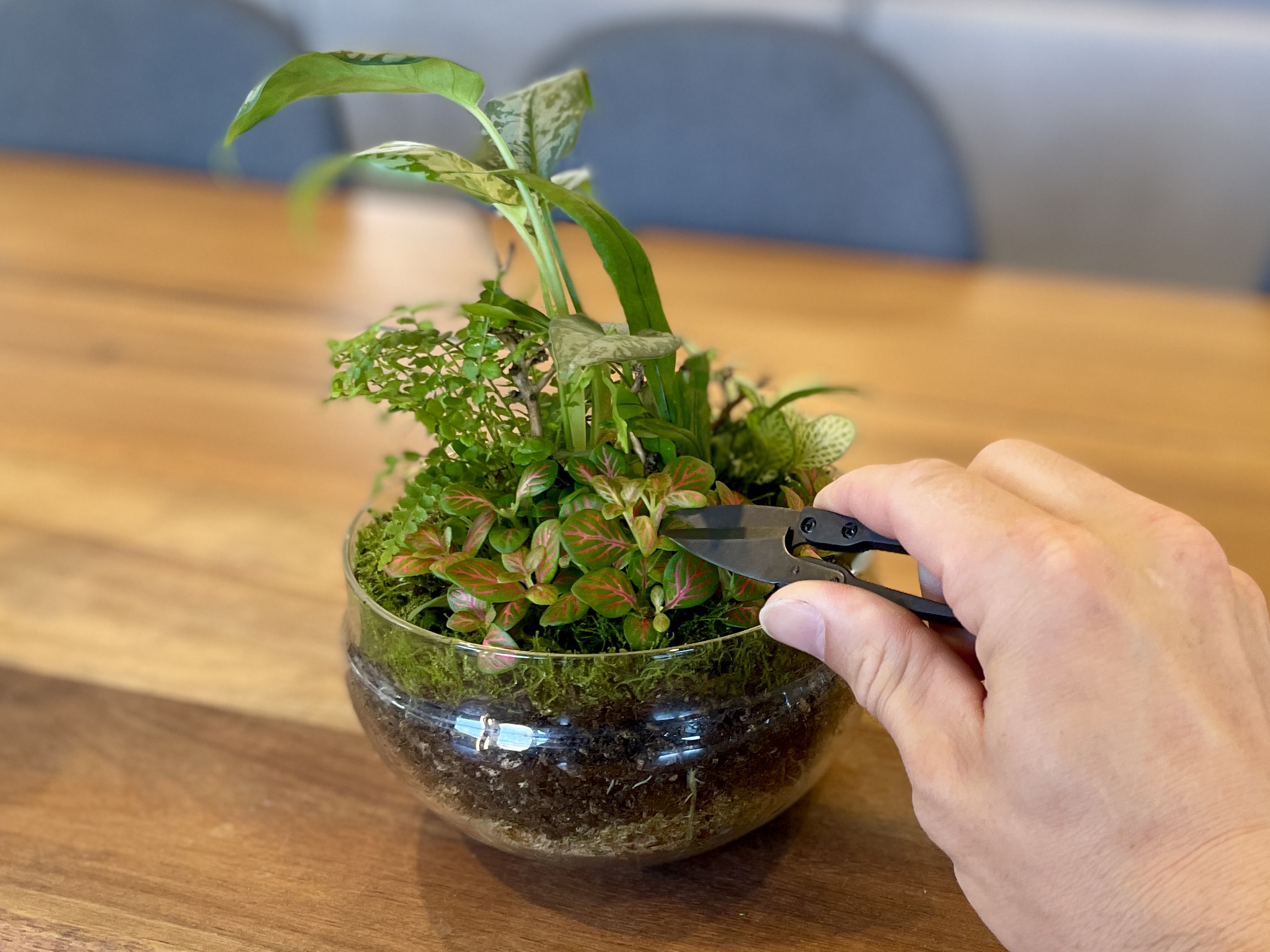 Black Terrarium Shears - Image 3