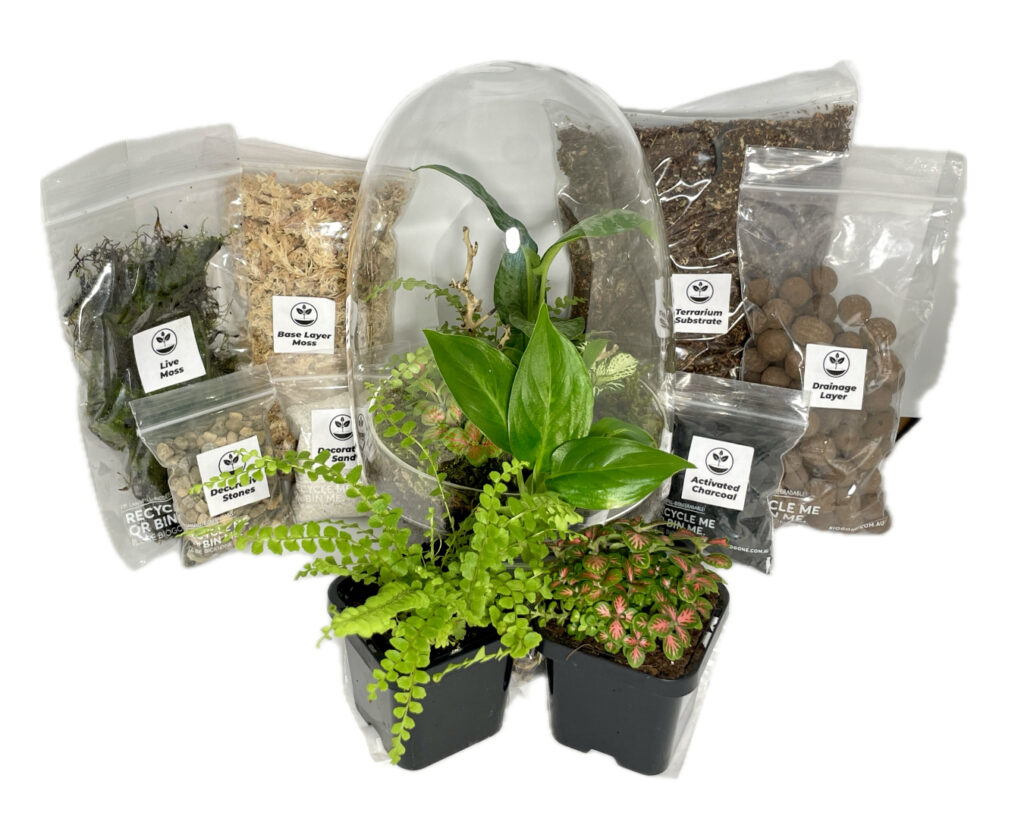Full diy terrarium kit, including glassware, substrates, plants and tools