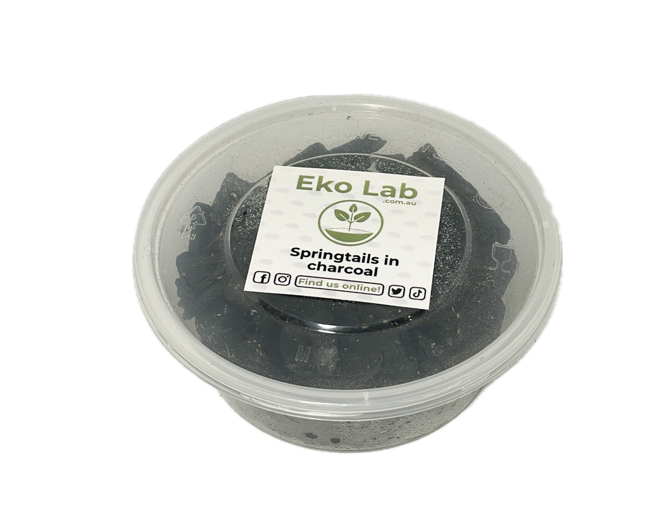 Eko Lab springtail culture in charcoal
