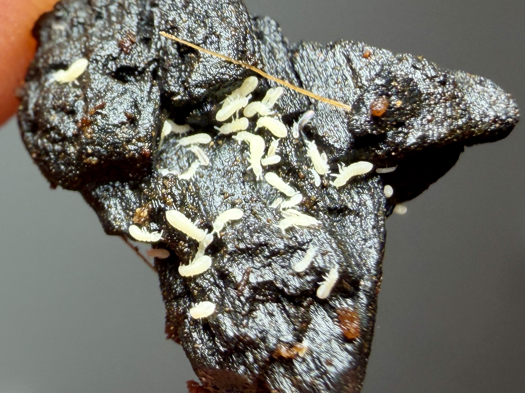 plump white springtails