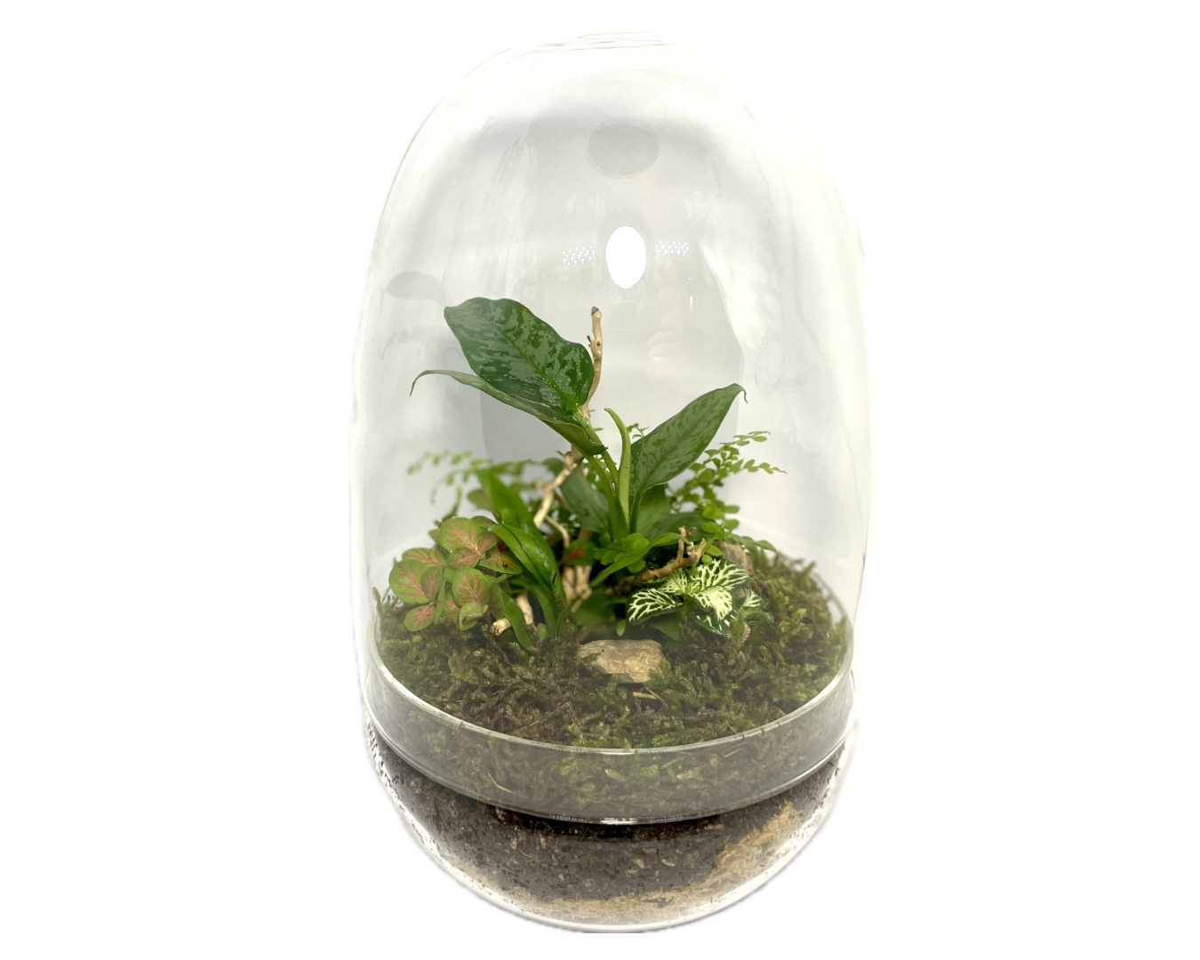 Eko Lab planted glass pod terrarium