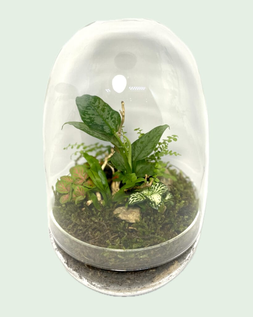 Eko Pod DIY Terrarium