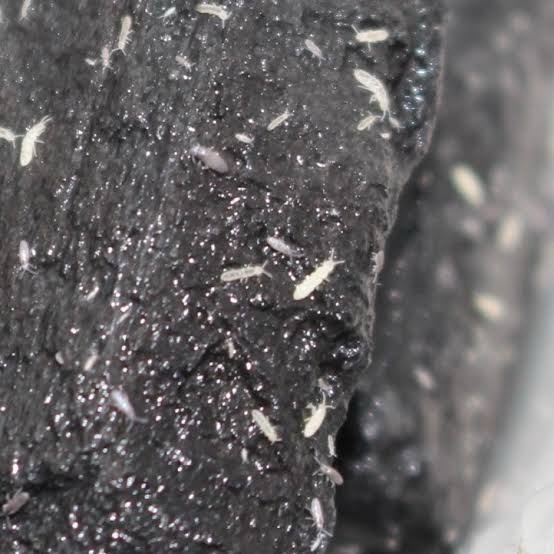 Live Springtail Culture - Image 2