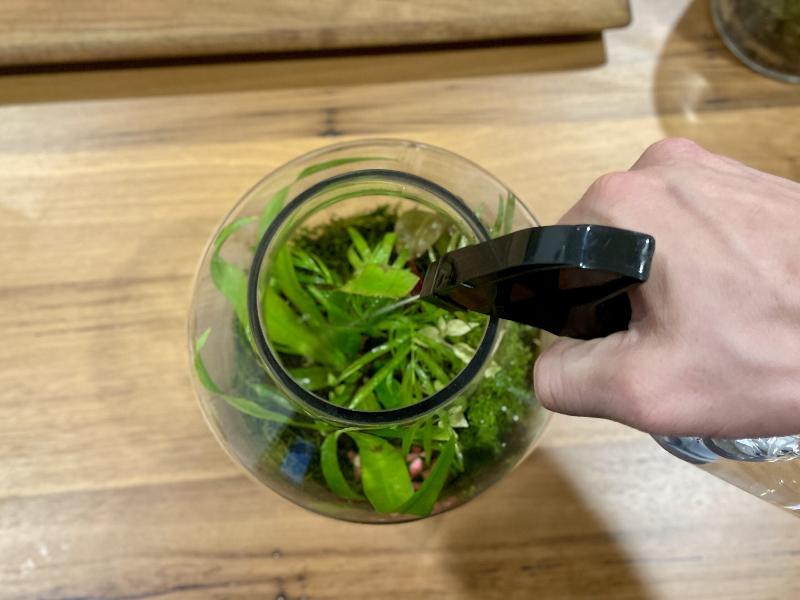 Terrarium Spray Bottle - Image 4