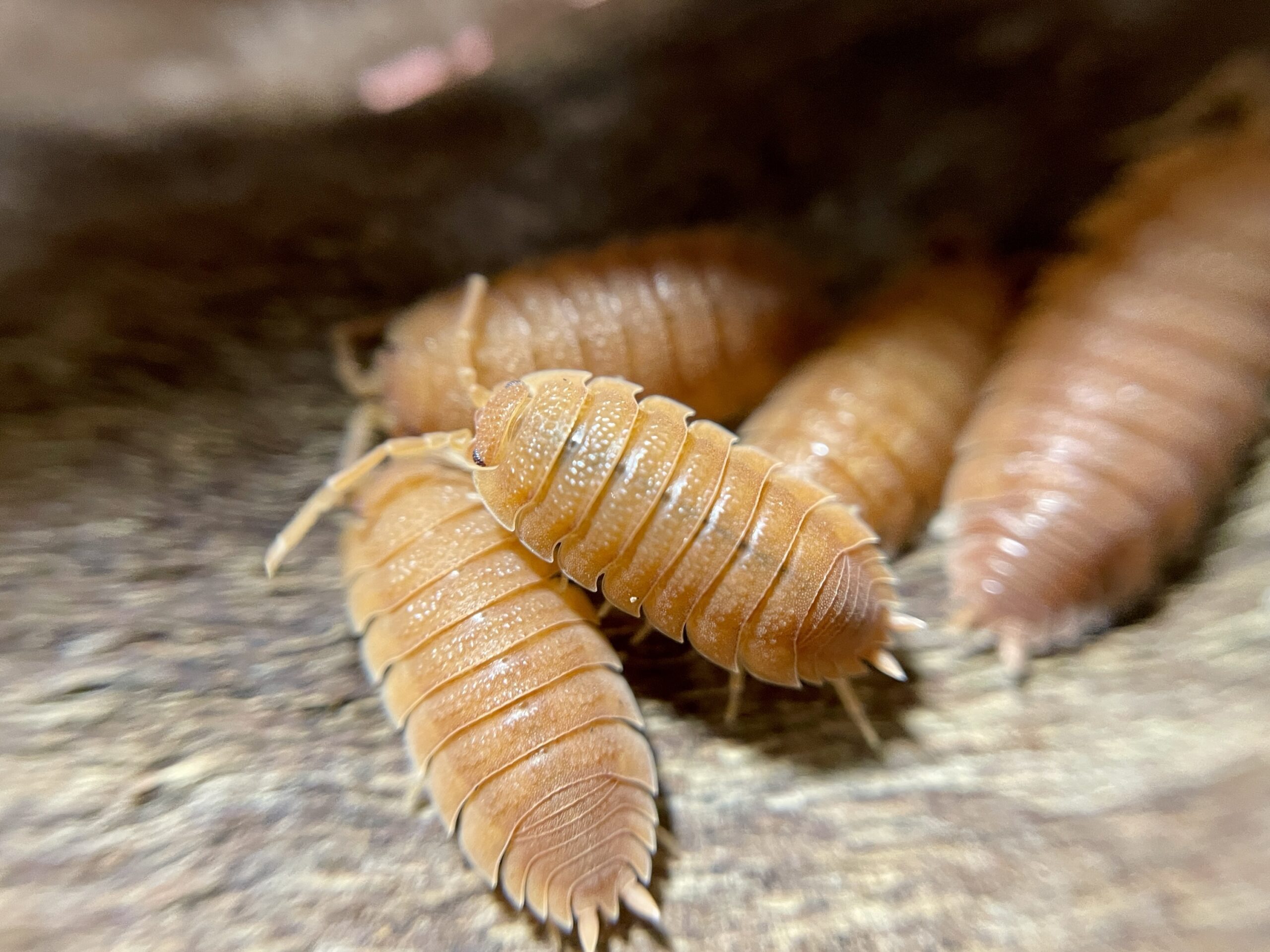 Orange Porcellio Scaber isopods on bark