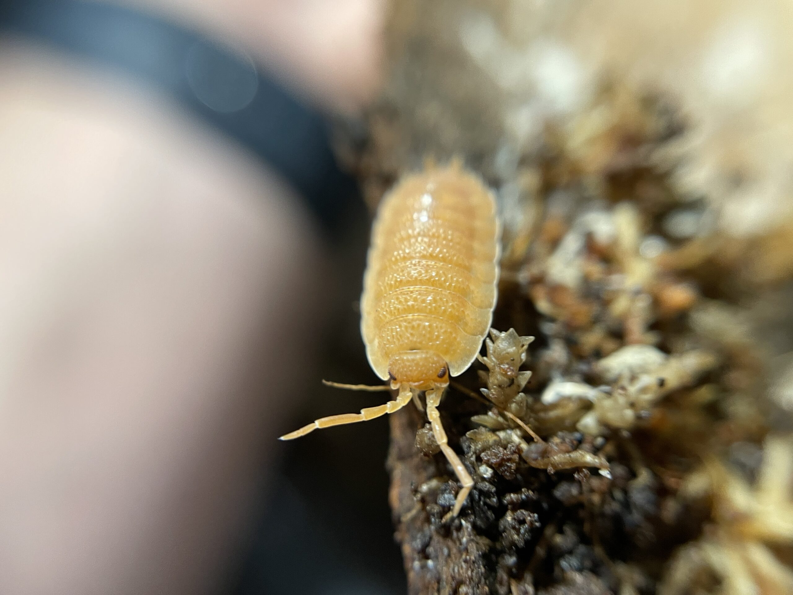 Live Isopods - Orange (Porcellio Scaber) - Image 2