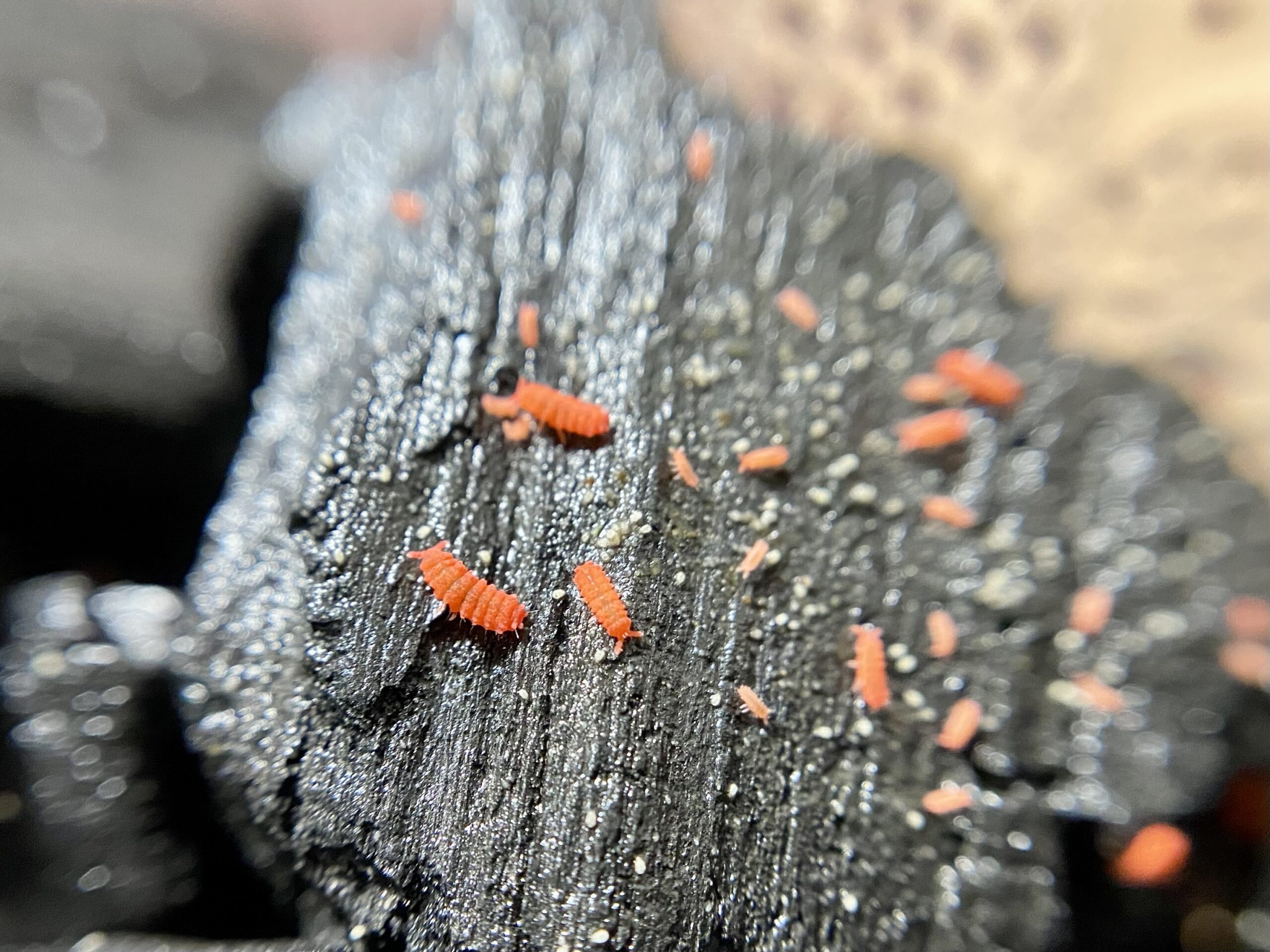 Tropical Red Springtails - Image 4