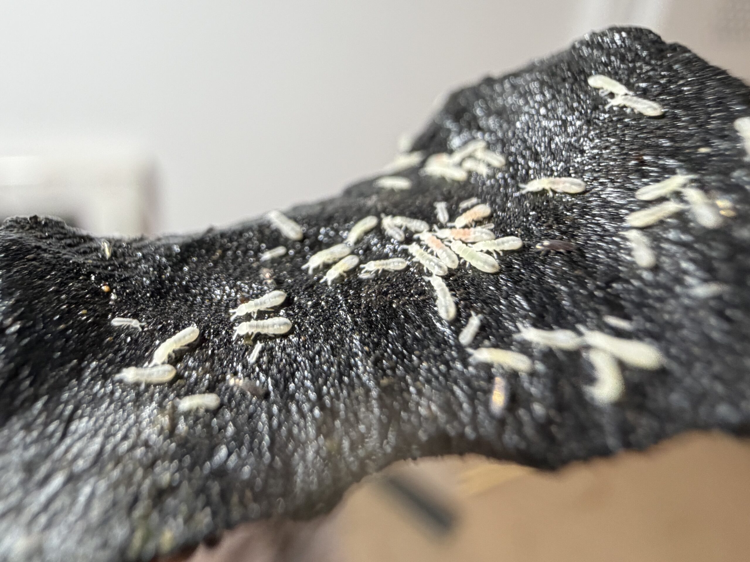 premium plump white springtails